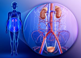 Как устроена мочевая система