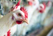 Жертвуя собой, курицы спасают нас от рака! Новейшее исследование дает надежду миллионам!