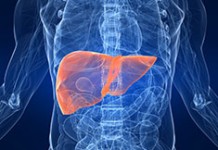 Чья печень в опасности: Алкотипы