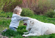 Домашние собаки не дадут ребенку стать аллергиком
