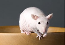 Русские спасут планету от рака! С помощью лысых крыс!