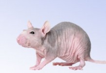 С помощью слепых крыс ученые узнали, как победить рак