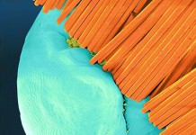 Пять привычек, которые приводят к образованию зубного налета