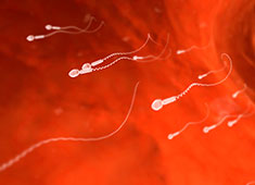 Водка убивает сперму! Есть ли спасение?