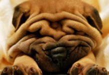 Как уменьшить жир на лице?