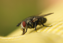 Почему так сложно убить муху тапком?