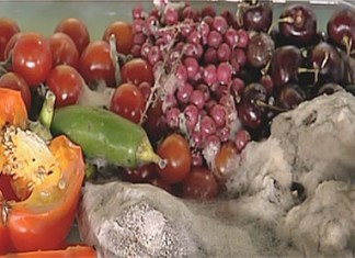 Плесень в нашем доме