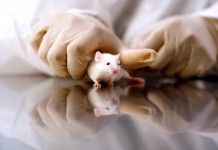 Как лечить простатит: о чем могут рассказать мыши?