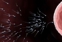 Как наступает беременность