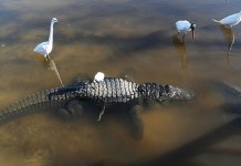 Вместилище души