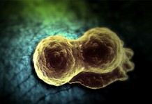 Стресс и рак