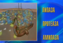 Как защитить себя от расстройства желудка?