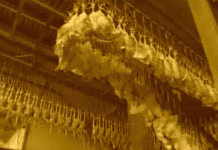 Диоксин: как этот яд попадает в пищу