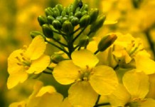 Рапс и женская сексуальность