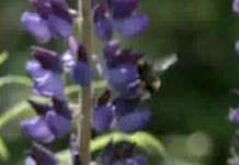 Как человек видит