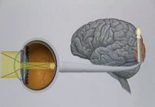 Секреты зрения человека