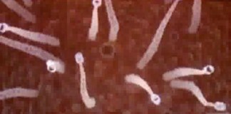 Палочки и колбочки