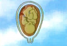 Жизнь до рождения