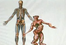 Скелет человека