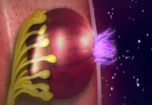 Программа «Здоровье» от 26 февраля 2012 г.