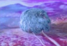 Новое лекарство от рака