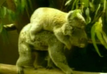 5 февраля 1999