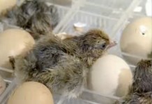 15 января 2005