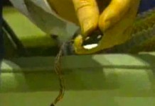 18 сентября 1999