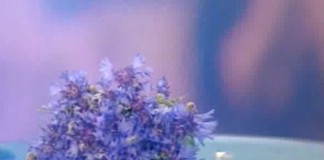 Отвар из васильков против перхоти