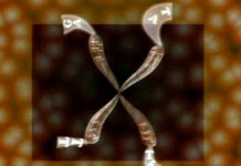 Ген молодости