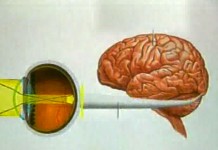 Биологические часы человека