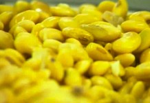 В чем польза сои?