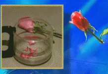 Рецепт против красной сеточки на лице