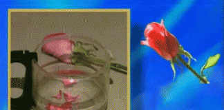 Рецепт против красной сеточки на лице