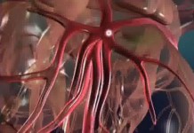 Программа "Здоровье" от 3 февраля 2007 г.