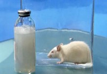 Программа "Здоровье" от 4 мая 2002 г.