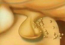 Программа "Здоровье" от 13 апреля 2002 г.