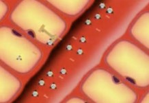 Программа "Здоровье" от 16 октября 2004 г.