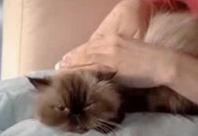 Программа "Здоровье" от 17 декабря 2005 г.