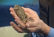 Древнейшие лечебные средства