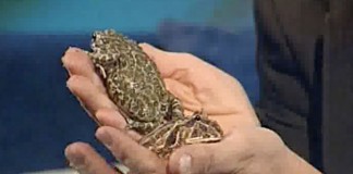 Древнейшие лечебные средства