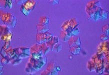 Женские половые гормоны