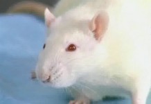 Синдром Гийена-Барре: опыт на крысе