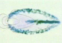 Что такое метеочувствительность