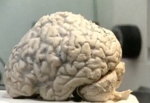 Кто умнее: мужчины или женщины?