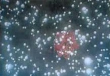 Трансгенные мыши