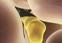 Целебные свойства пчелиного яда