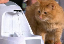 Программа «Жить Здорово» от 01.03.2017: Научные выдумки для жизни. Гаджеты для кошки