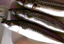 Программа «Жить Здорово» от 06.03.2017: Самые лучшие рыбы на свете. Скумбрия