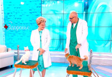 Кошки и собаки дома